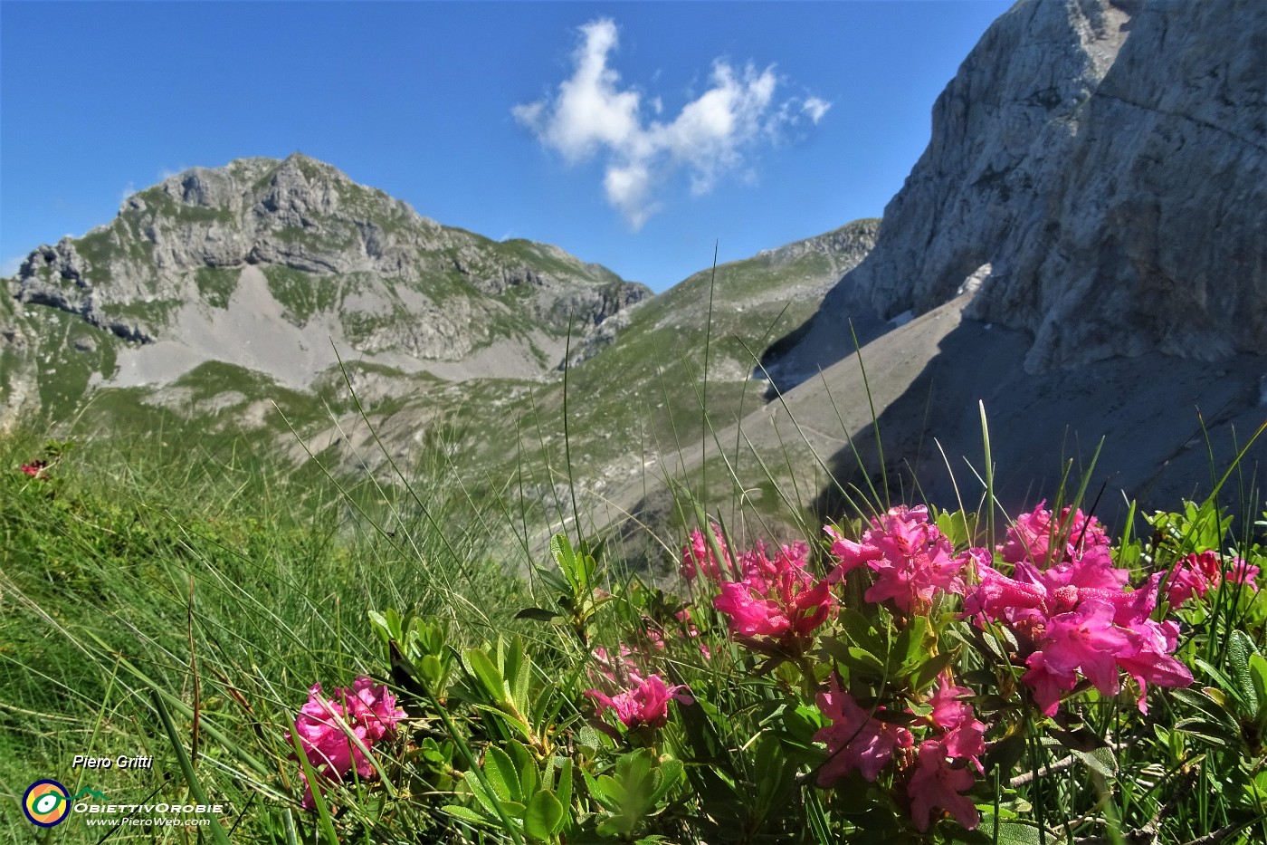 03 Rododendro irsuto (Rhododendron hirsutm) con vista sul Mandrone e in Corna Piana.JPG